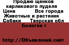 Продаю щенков карликового пуделя › Цена ­ 2 000 - Все города Животные и растения » Собаки   . Тверская обл.,Бологое г.